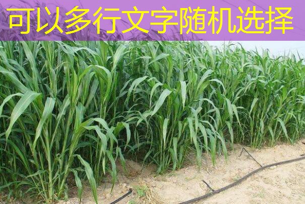 3月21日广西钦州港 corn 价格周内或将再度上涨
