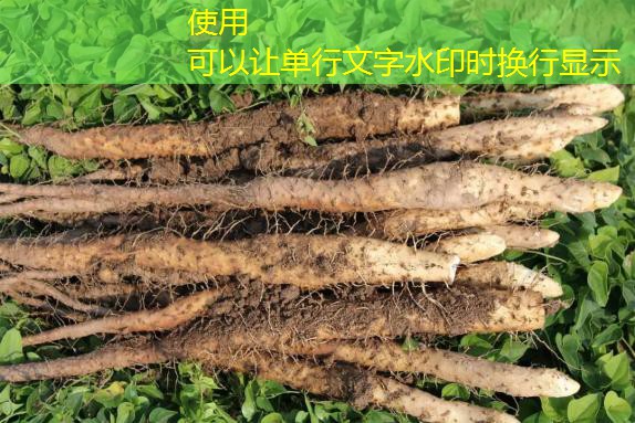 上海地区东北新粮陆续到港成交暂稳