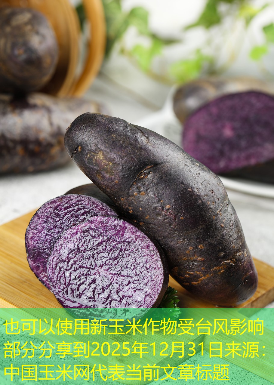 新玉米作物受台风影响部分分享到2025年12月31日来源：中国玉米网