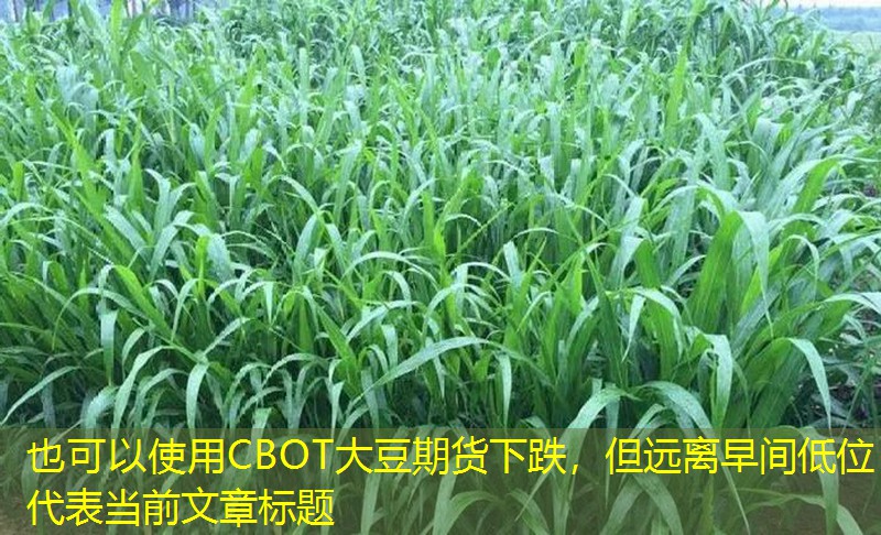 CBOT大豆期货下跌，但远离早间低位