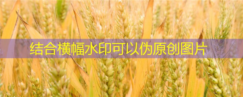 2025年03月15日玉米期货日评：玉米期货底部震荡，关注14年玉米拍卖成交