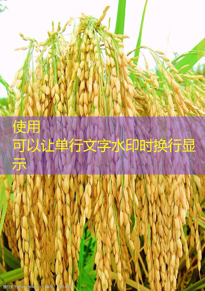 2025年11月14日山东深加工企业收购价格继续反弹