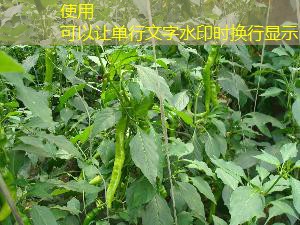 2025年8月15日福建省龙岩市市级储备粮轮换竞价销售交易会公告