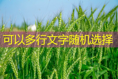 “国家全谷物行动计划（2027年11月15日）实施背景与核心任务解析”