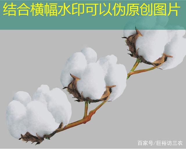 2025年3月15日福建省莆田市涵江区应急储备大米竞价销售交易会公告