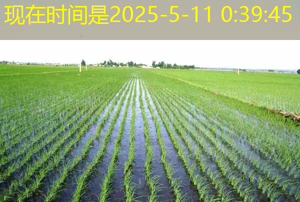 2025年06月18日淀粉期货日评：库存压力拖累淀粉，跌破均线支撑