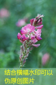 2025年11月14日山东深加工企业收购价格继续反弹