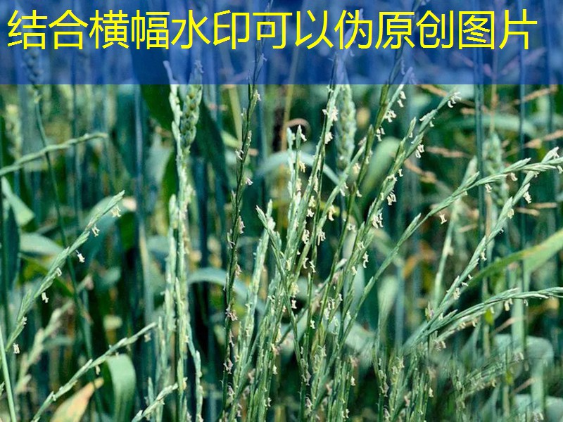 2026年09月15日国内稻谷市场行情分析报告