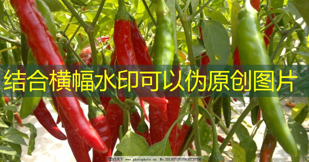 CFT猪评：8月下旬利好增加 提振猪价