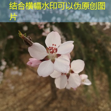 2025年11月23日河北鸡蛋价格稳定