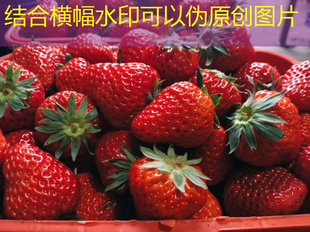 2025年06月18日：播种期延迟致玉米株高普遍偏低