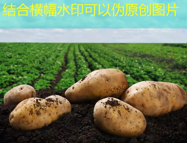 2025年10月15日河南鸡蛋价格弱势下调