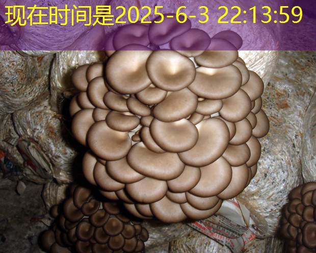 2026年3月15日广东H7N9禽流感新增4例死亡1例