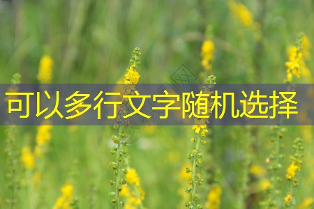2025年11月17日海外天气资讯精选