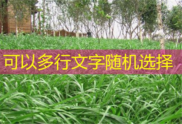 2025年11月18日黑龙江省双城市贸易商收购积极