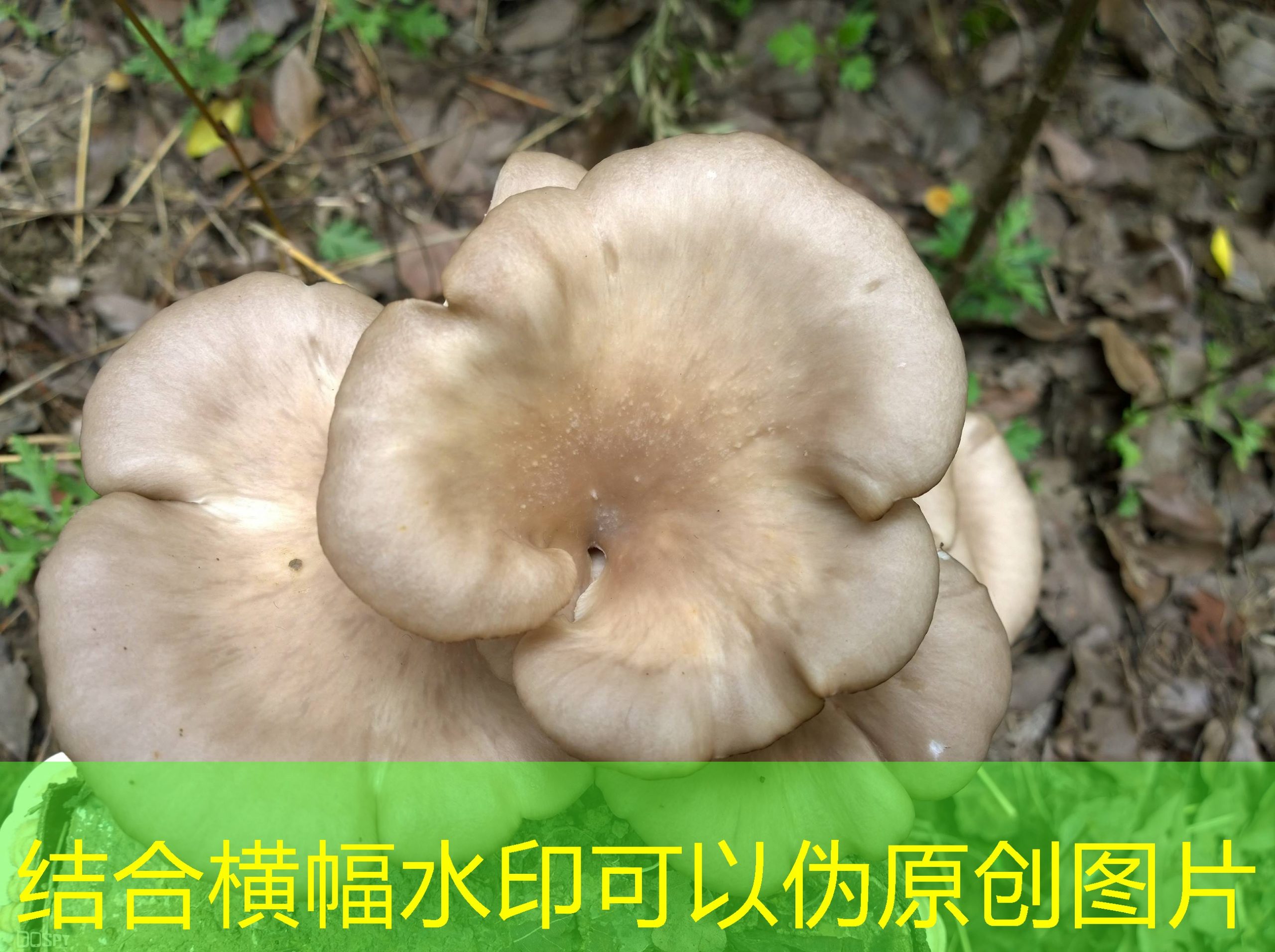 “禽伤” market 重新洗牌 谁在抄底 H7N9？ 2025年03月15日 股市分享