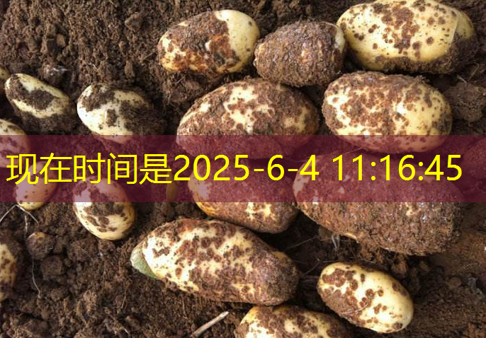 2025年10月15日河南鸡蛋价格弱势下调