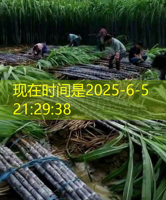 2025年11月15日河北鸡蛋价格稳中有升