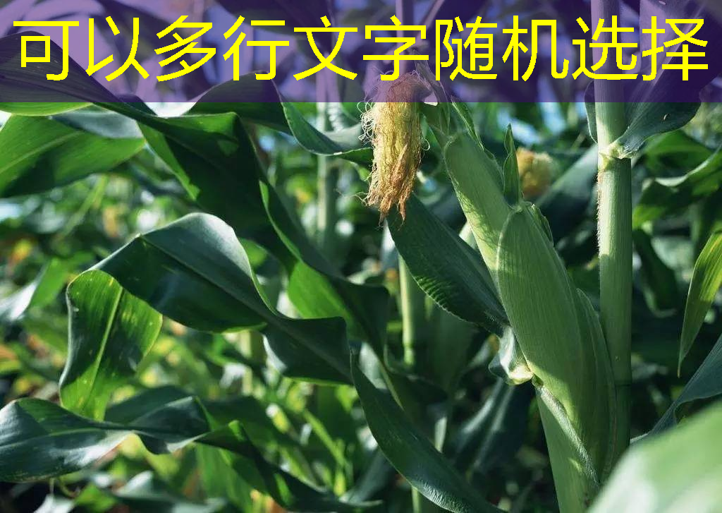 5月汇丰中国PMI年内最低 预调微调还得加把劲2025年11月15日